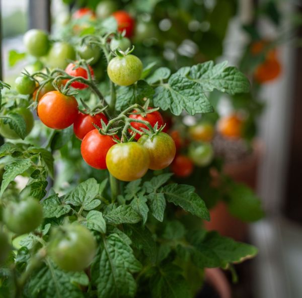 Busktomat, Frilandstomat